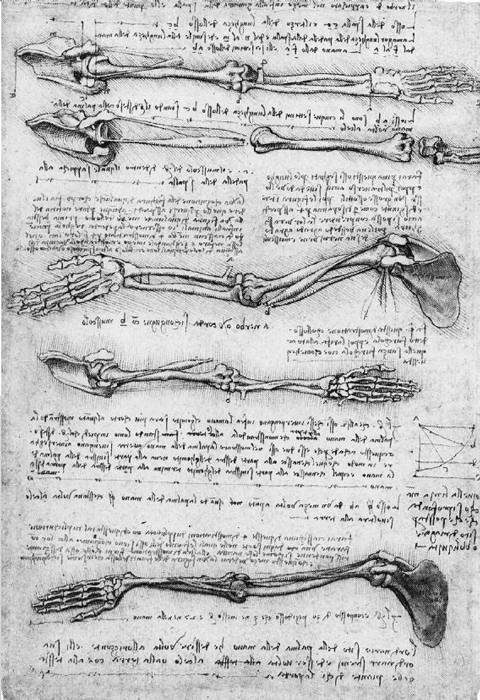 Etude Des Mouvements Du Bras Et De Lavant Bras
