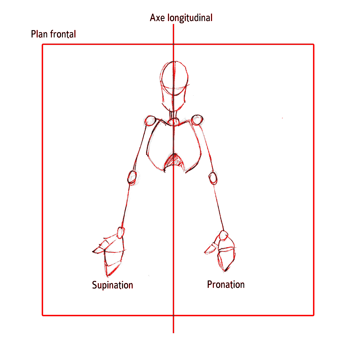 Pronation Supination
