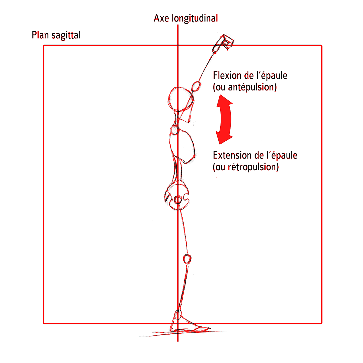 Extension Flexion De Lepaule Dans Le Plan Sagittal