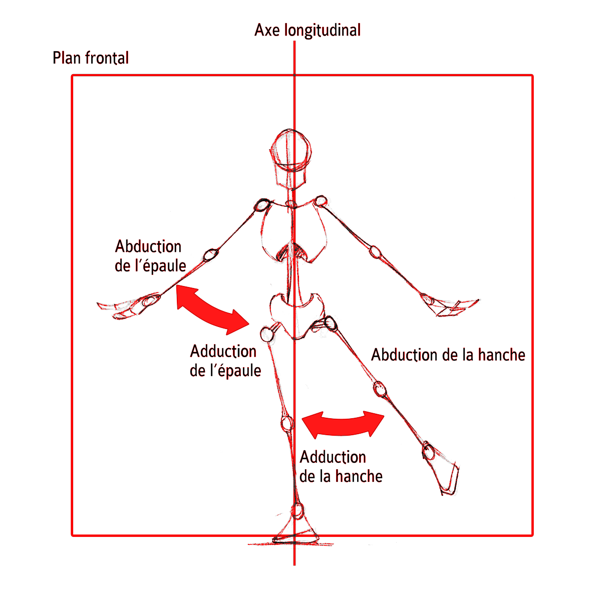 Abduction Adduction De Lepaule Et De La Hanche Dans Le Plan Sagittal