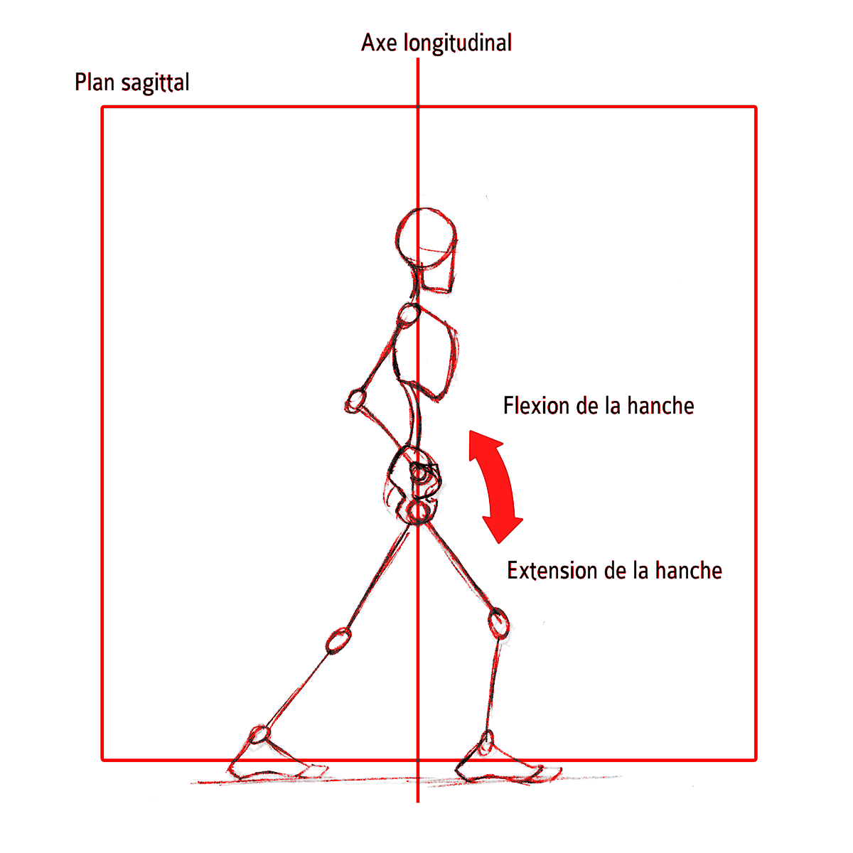 Extension Flexion De La Hanche Dans Le Plan Sagittal