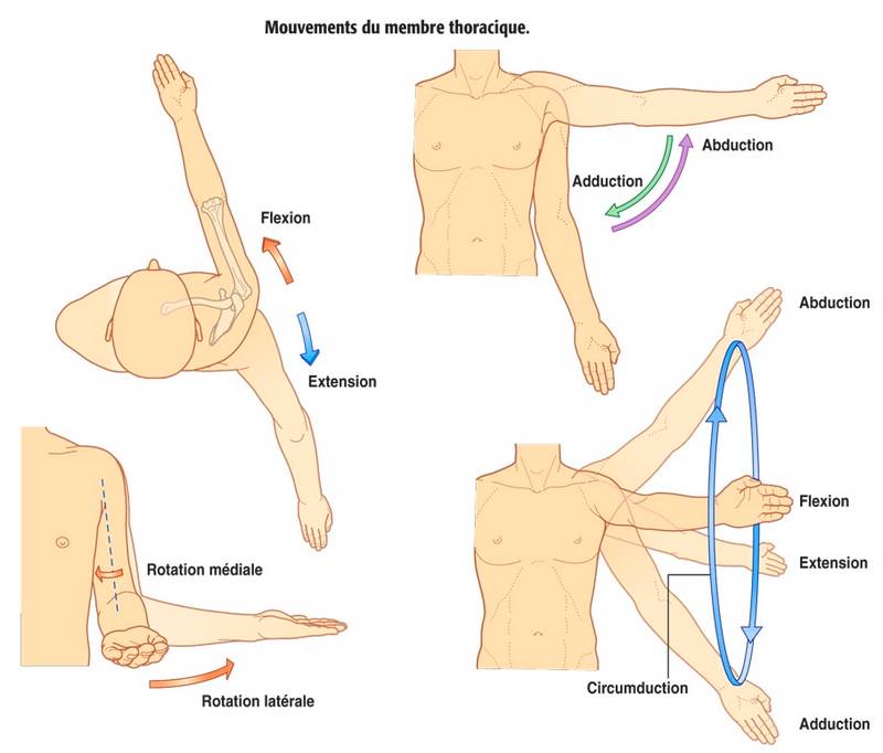 Mouvements Du Membre Thoracique