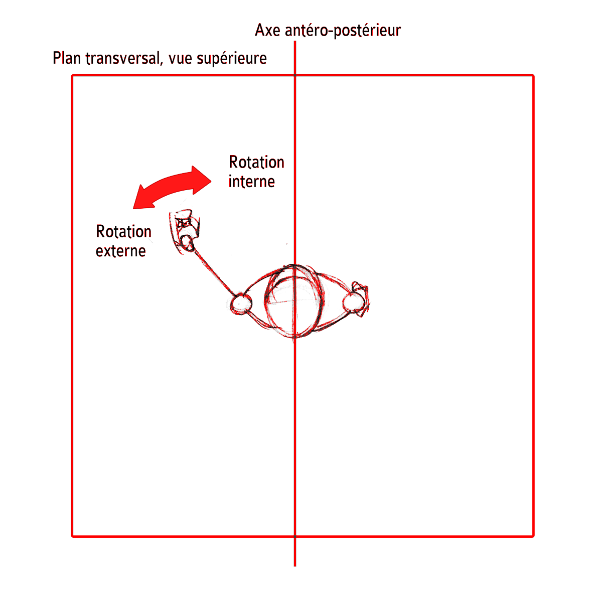 Rotation Externe Interne De Lepaule Dans Le Plan Transversal