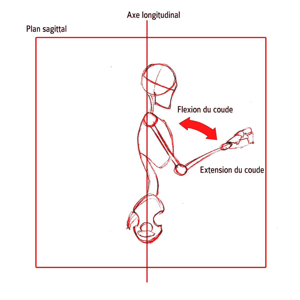 Extension Flexion Du Coude Dans Le Plan Sagittal