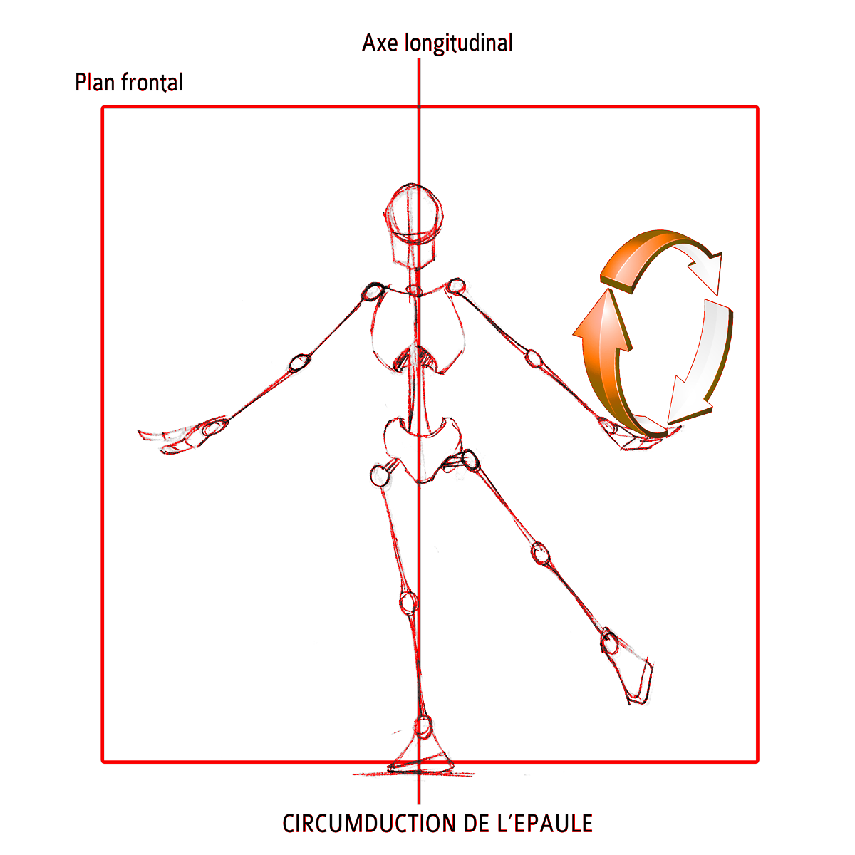 Circumduction De Lepaule