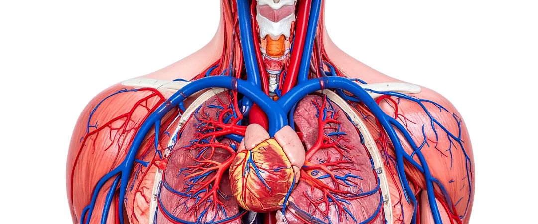 Physiologie de l’Exercice