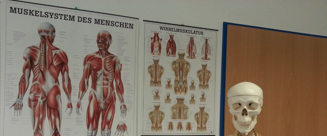 Anatomie