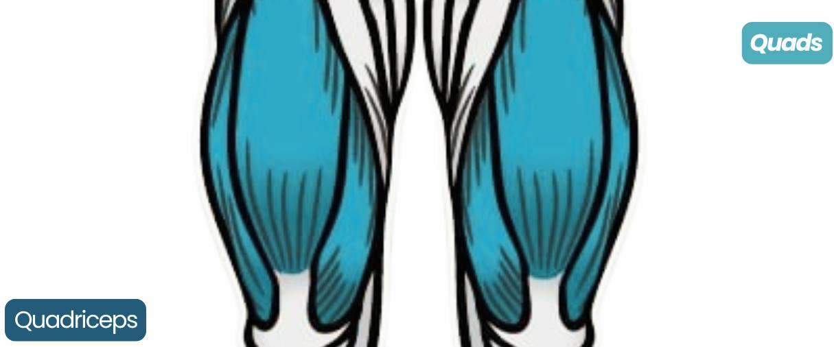 Quadriceps