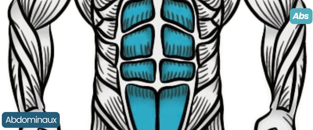 Abdominaux