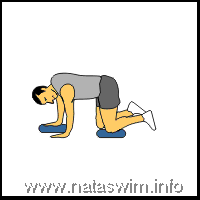 Four point opp arm leg raise