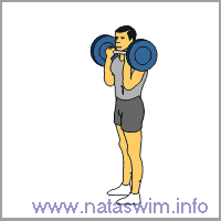 Barbell Curl